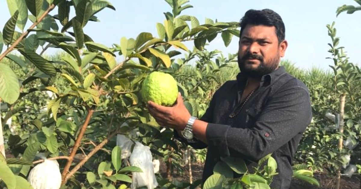Farmer switches from sugarcane to organic guavas, makes Rs 10,000/day