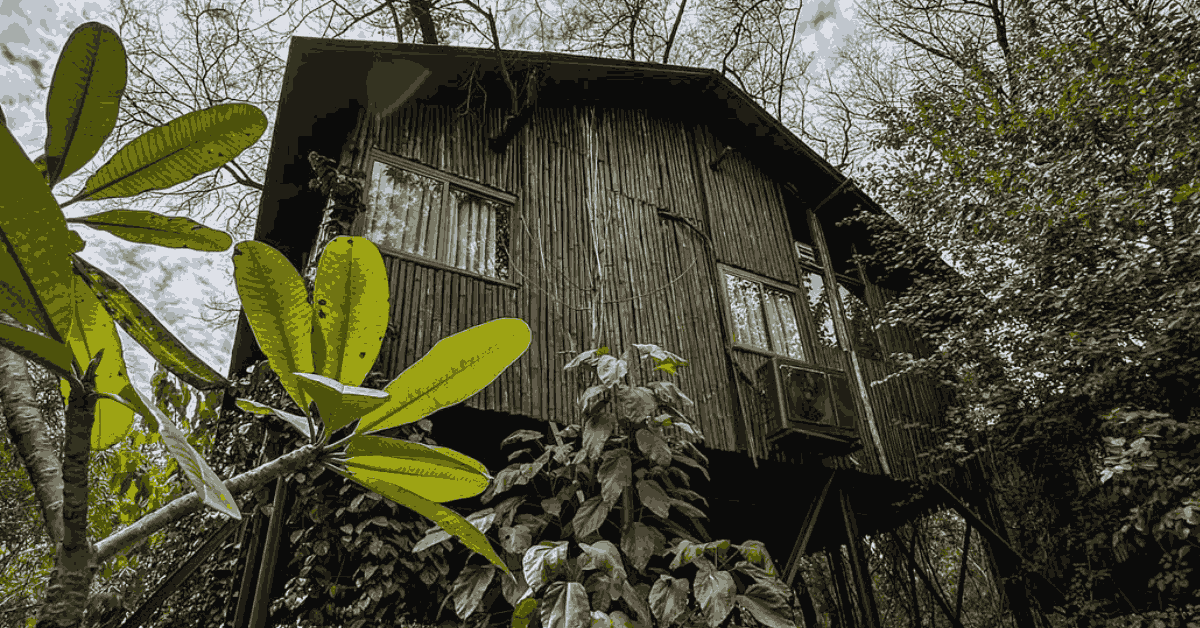 The Tree House Resort in Jaipur, Rajasthan, offers a unique blend of luxury and nature.