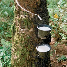 Prosperity from Rubber Plantations