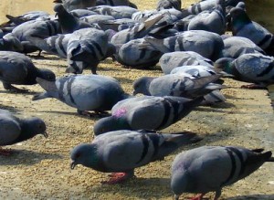 Feeding Birds