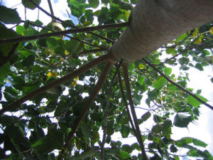 peepal-tree2