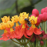 India Biodiversity Portal