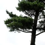 pine-2