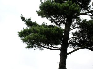 The Tree Planter