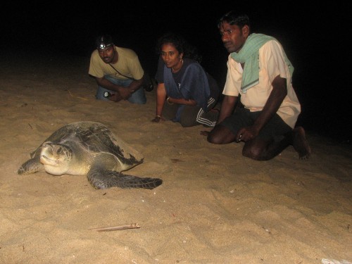 Members of Supraja Dharini's protection group keeps an eye on a nesting turtle. (Credit: Hema Vijay\WFS)