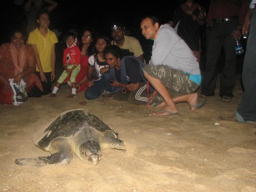 Supraja Dharini (second from right) keeping a watch on a nesting turtle along with her turtle protection squad. (Credit: Hema Vijay\WFS)