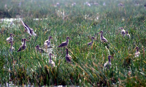Bartailed godwits, Mangalajodi wetland