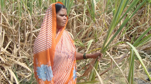 Thanks to the Women Open School's that are being run in six villages in Aurangabad women like Kantabai now have the confidence to interact with other farmers.(Credit: Nitin Jugran Bahuguna\WFS)