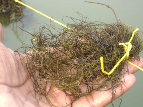 Seola seaweed offers a nutritious dietary alternative and is extremely beneficial for pregnant women. It can be sold to baby food and diet supplement manufacturers. (Credit: Jayanta Pal\WFS)