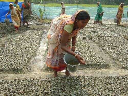 The mangrove nursery project has emerged as another successful means of livelihood for the women in the Basanti block. (Credit: Jayanta Pal\WFS)