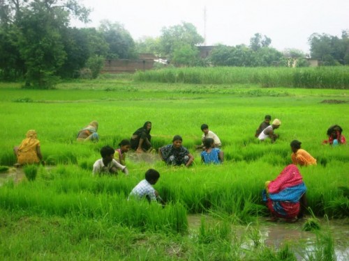 Weeding being done manually in organic rice fields