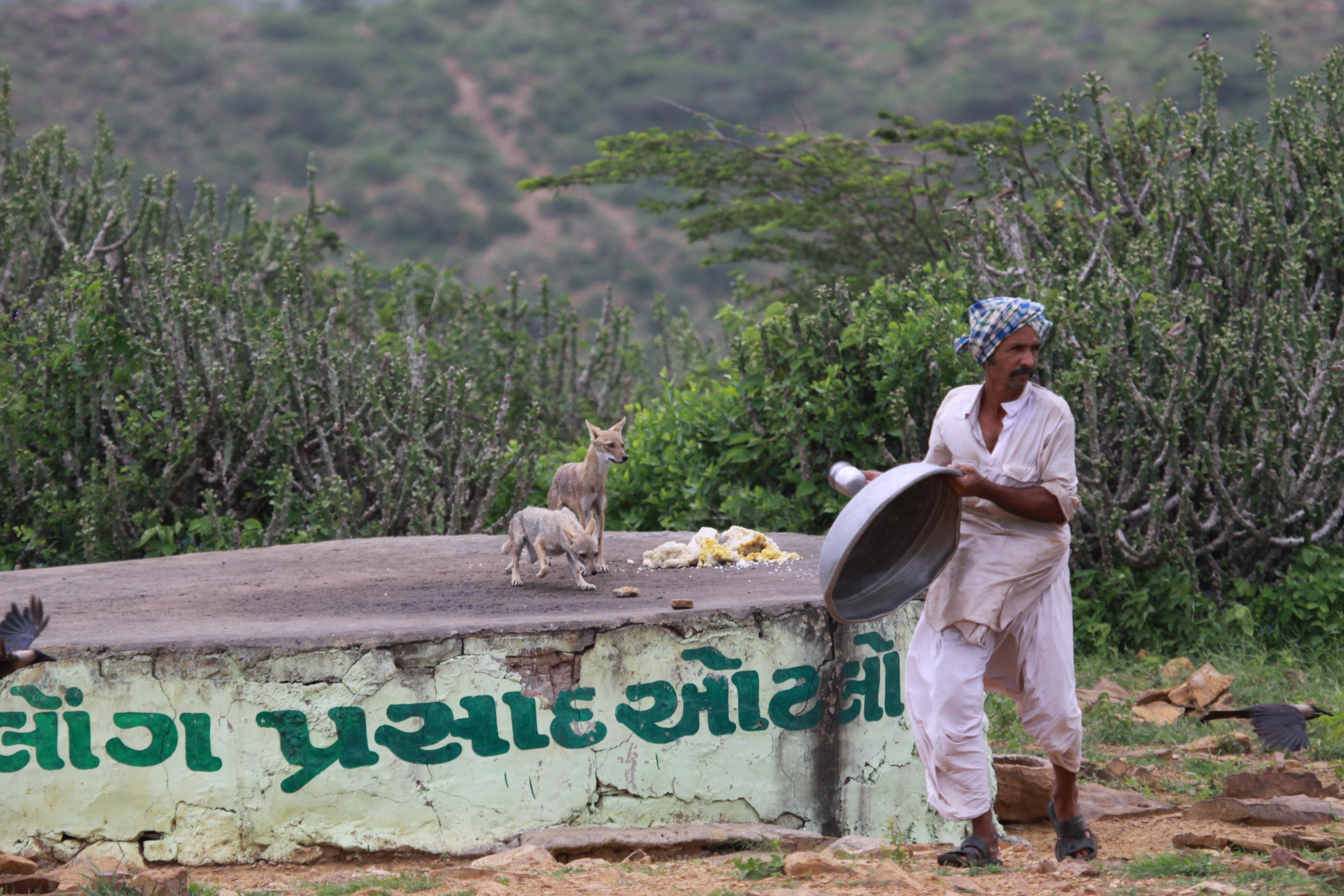 The Jackals of Kala Dungar – Where A Community Has Kept Them Alive With Vegetarian Food