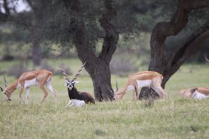 The Land of The Bishnois - Where Conservation Of Wildlife Is A Religion!
