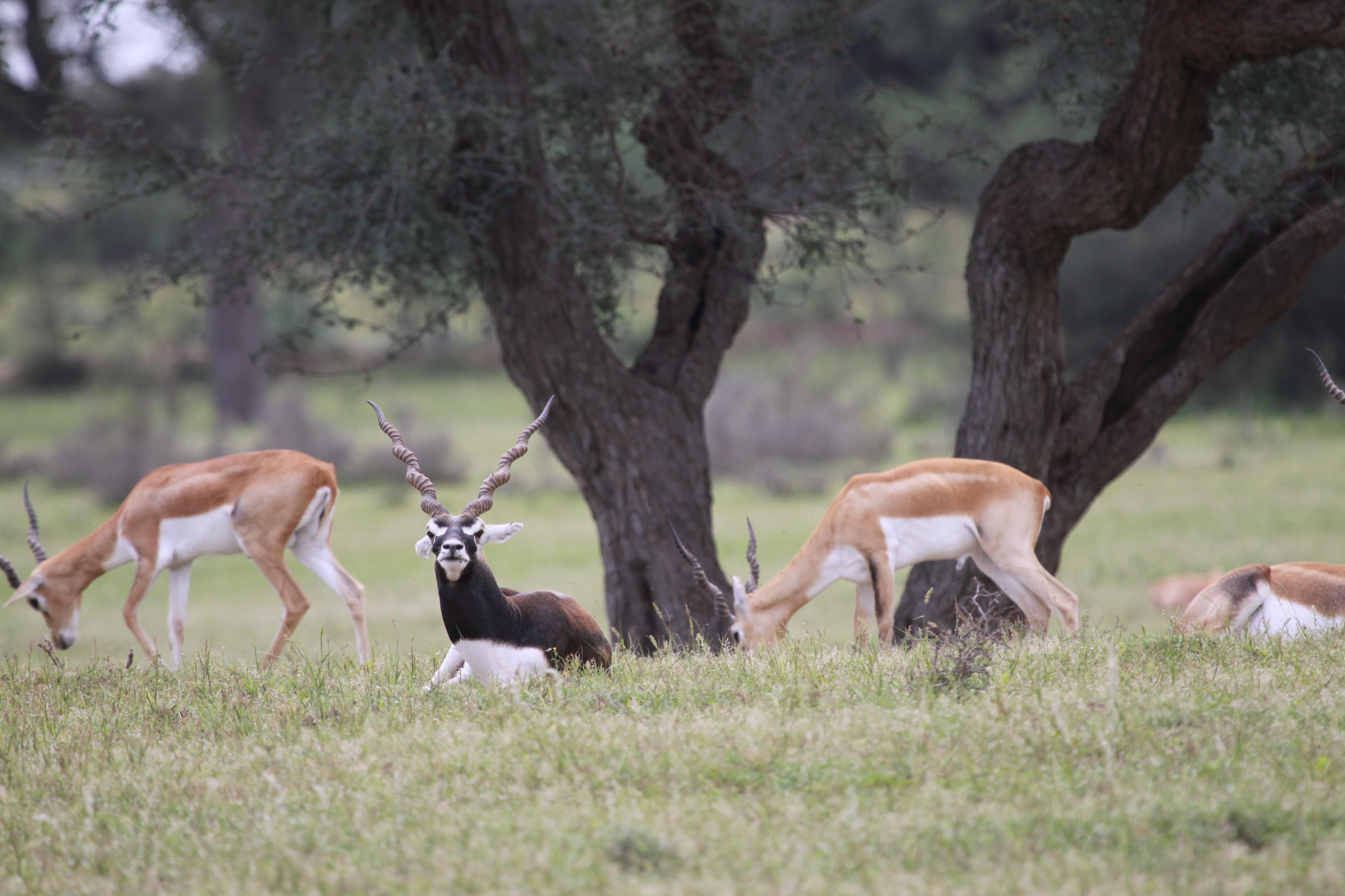 Blackbucks roaming freely in a relaxed atmosphere