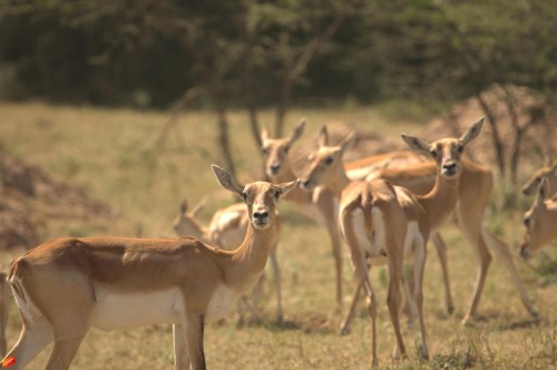 The Bishnoi villages have the largest number of blackbucks and chinkaras in the region