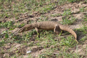 The Bishnoi landscape is home to myriads of species