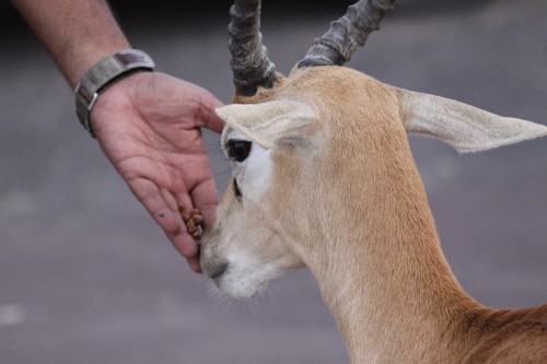 The animals have grown to trust the Bishnois, who have been feeding them for centuries