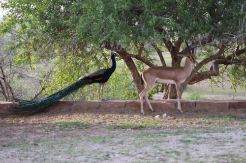 The animals live in close proximity to each other and to the humans