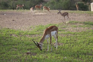 The animals are allowed to graze in the farmlands of the Bishnois