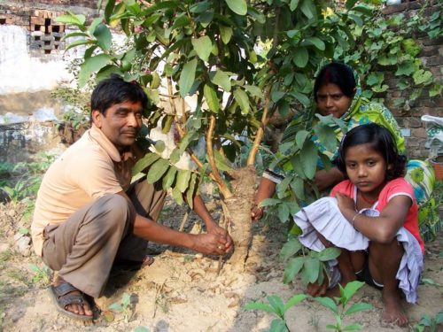 Dharhara in Bihar plants fruit trees for the birth of a girl child