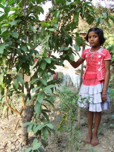  The daughters of Dharhara are treated as avatars of Goddess Lakshmi and inherit the fruit trees as they grow up. 