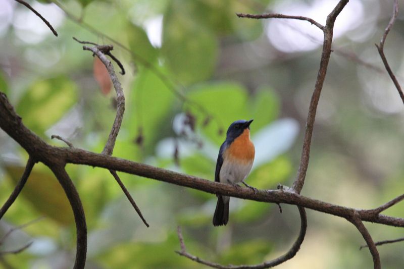 TBI Wildlife: Bondla Sanctuary In Goa - A Bird Watcher's Paradise - The  Better India