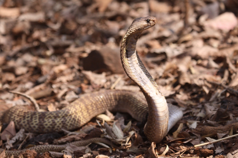 The awe-inspiring King Cobra eluded us, but we still felt lucky in witnessing many other rare species.