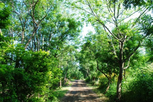 Today, that boulder-ridden patch is The Gandhians Farm, home to over 1 lakh trees