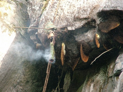 Collecting honey, smoking out the bees