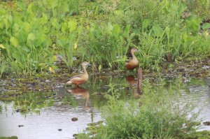 Sharing the backwaters.