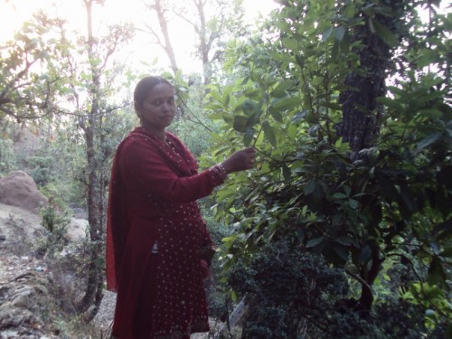 Collecting fodder and firewood to keep the household running would once take four hours of Sunita Arya's time every day. Today, remarkably this resident of Guna village in Uttarakahnd's Almora district spends just half-an-hour on the same chores. (Credit: Taarika Chugh\WFS)