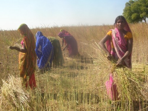 The crops planted by Sahariya adivasis (tribals) in Sunda village on land reclaimed from landlords. (Credit: Jagrut Mahila Sangathan, Baran)