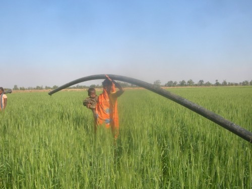 After a protracted struggle for freedom from bonded labour, the Sahariyas of Baran are finally reaping their harvest.