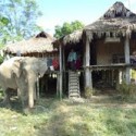A domestic elephant outside a Singpho tribe house.
