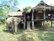 A domestic elephant outside a Singpho tribe house.