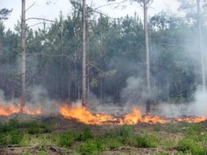 burning pine forests