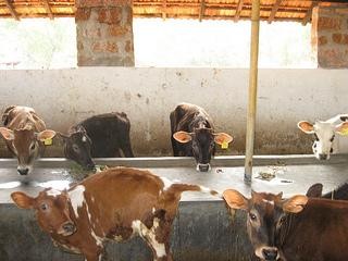 Calves in the cattleshed from the Oddoor dairy near Mangalore