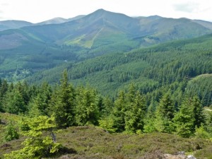 Pine Forests of Himachal Pradesh