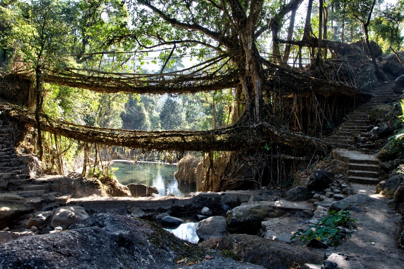 TBI Photo Essay – The Bridge Of Sighs: Meghalaya’s Living Root Bridges