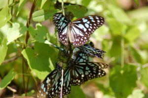TBI Travel: KOYNA - A Sanctuary Caught Between Preservation and Destruction