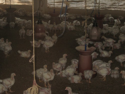 Poultry at AR farms, Heroor village, Kundapur, Udupi district