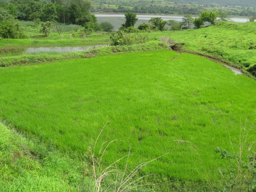 Lush green rice fields lie near the backwaters of the Khadakwasla dam.