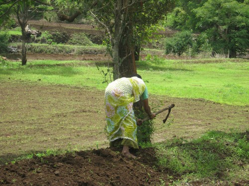 A woman constructing bunds to restrict the flow of water