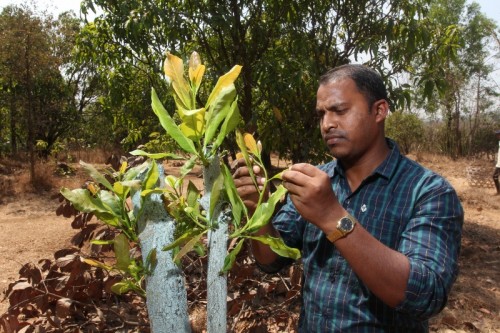 The cashew grafting programme in Pashti village