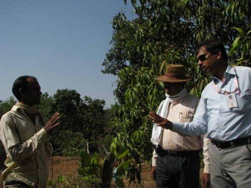 The cashew grafting programme