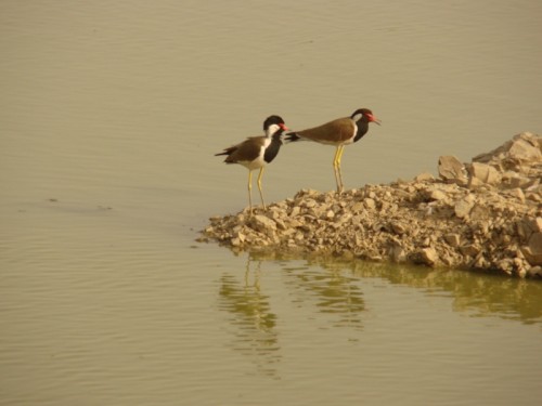 Migratory birds flock to the campus site in plenty, and are seen cooling off in the many lakes