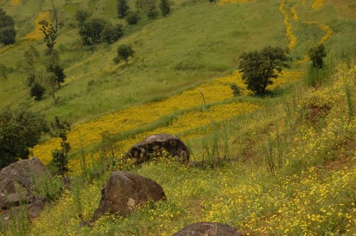 Senecio bombayensis on hill slopes