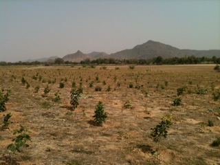 The wastelands in Bihar which are being used for generating biofuel by Green Leaf Energy
