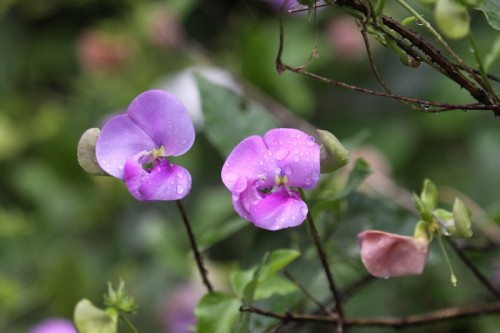 Vigna vexillata, or elephant trunk flower, with edible tuber
