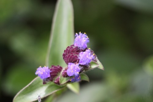 Cyanotis tuberosa